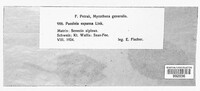 Puccinia glomerata image